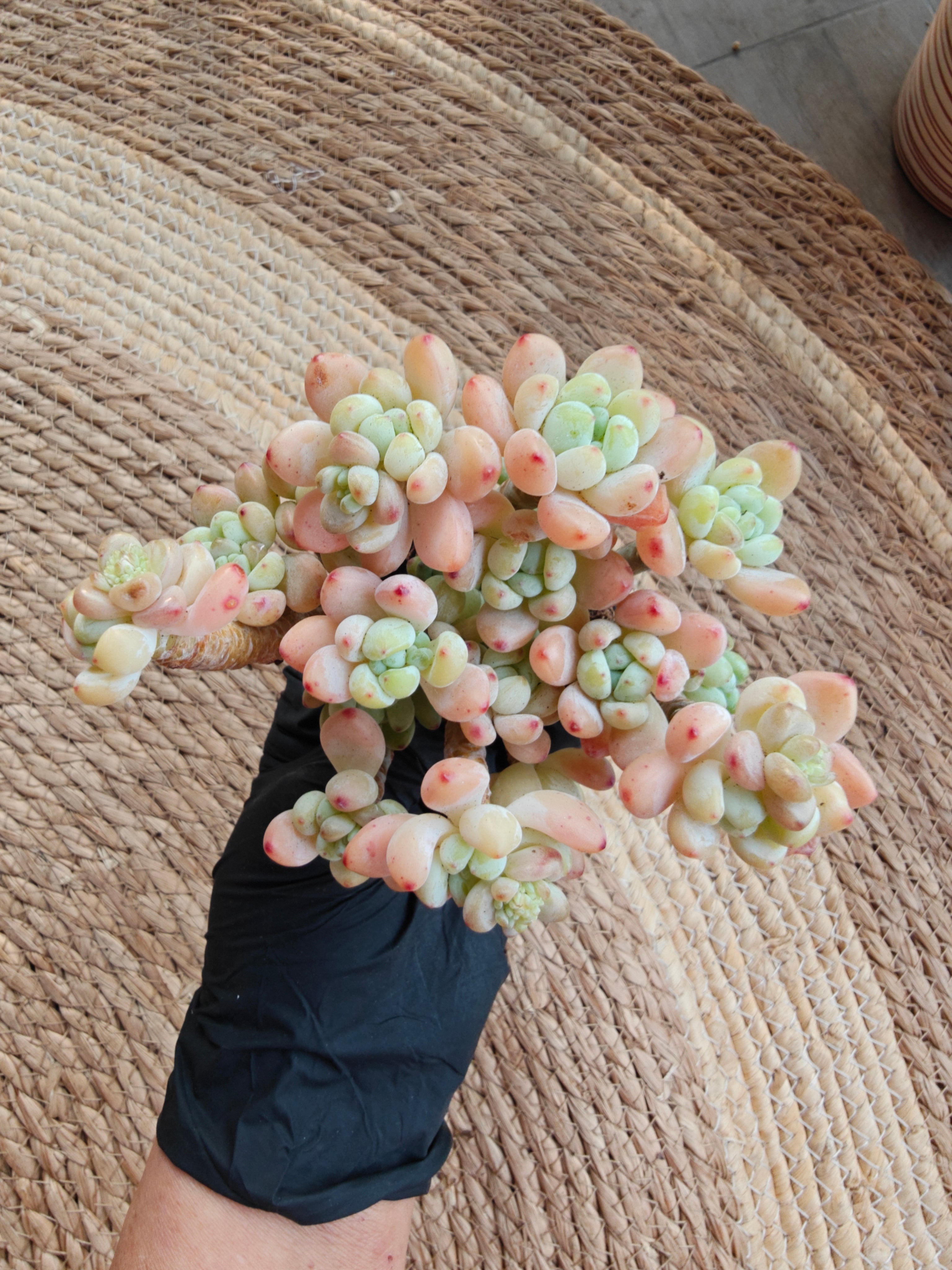 Tiscalatengo Gorge Sedum – Bare Root Succulent