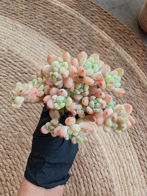 Tiscalatengo Gorge Sedum – Bare Root Succulent - SlowBloomGreens