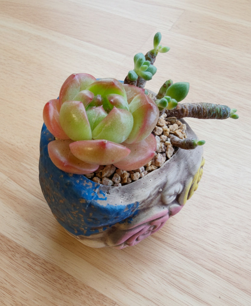 Rustic Bloom Succulent Planter – Echeveria 'Star Jelly'