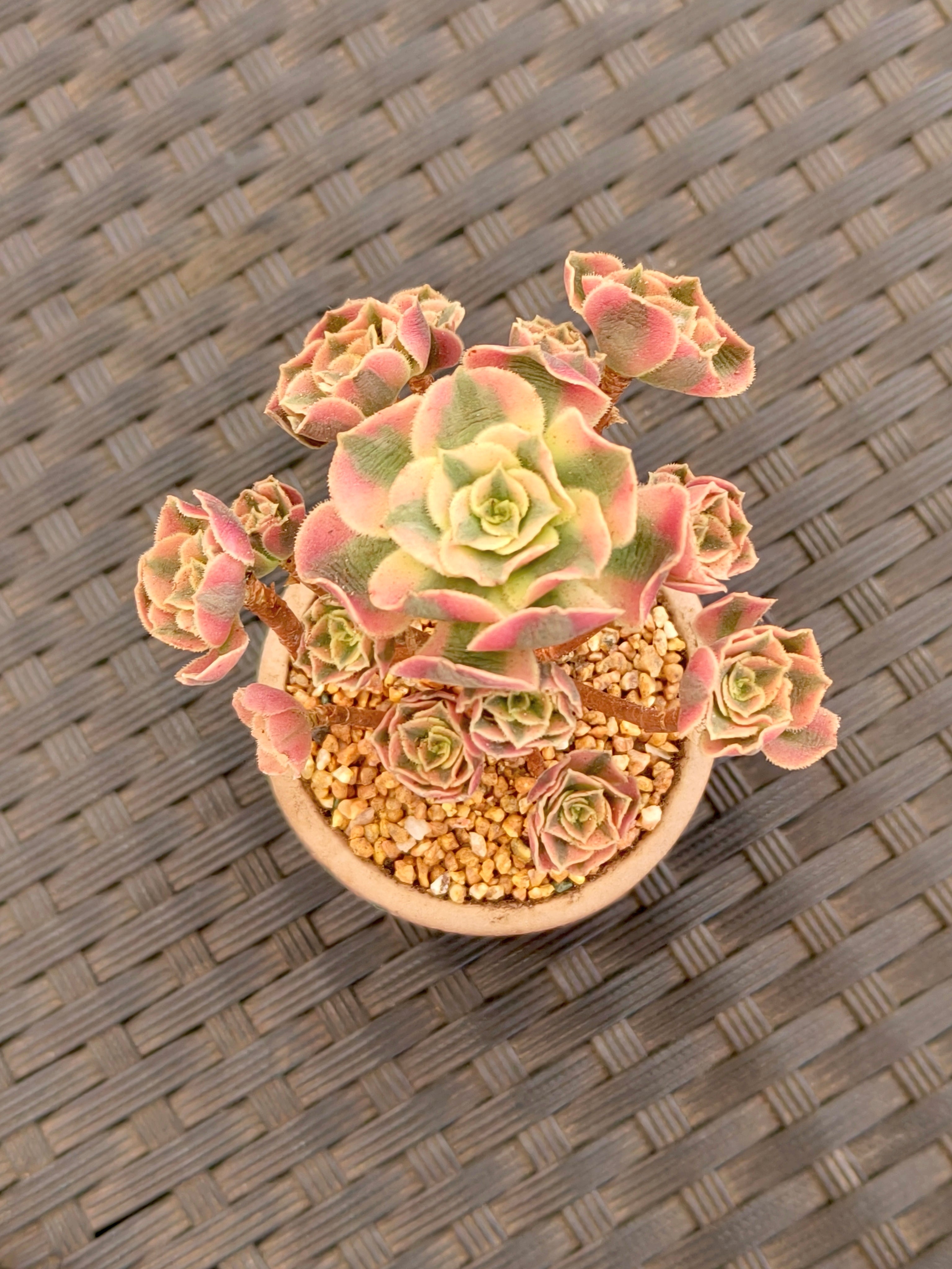 Succulent Rustica Emerald Planter - Aeonium 'Sunburst' - SlowBloomGreens
