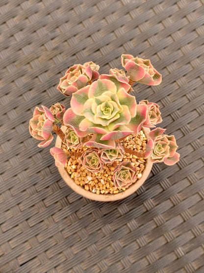 Succulent Rustica Emerald Planter - Aeonium 'Sunburst' - SlowBloomGreens