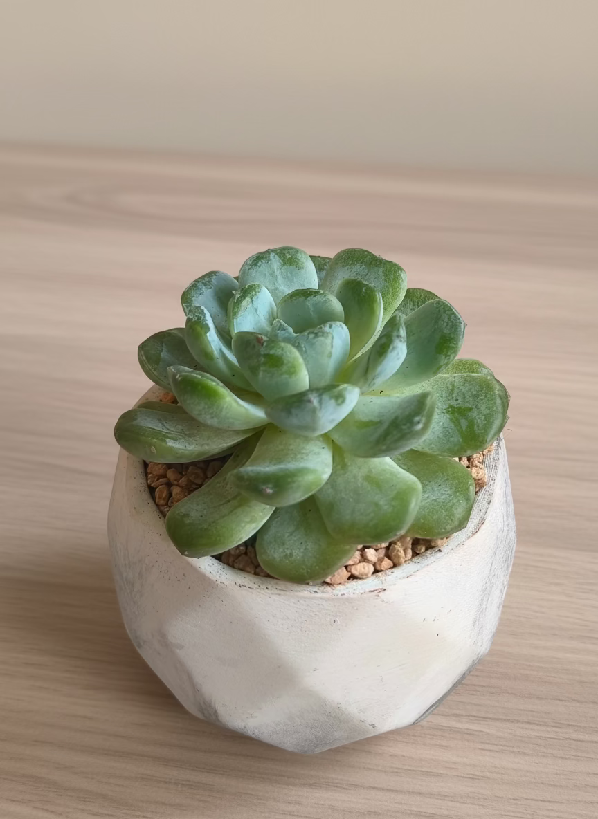Succulent Classic Marble Ash Planter – Echeveria Ice Green