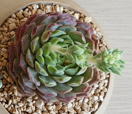 Succulent Butterfly Planter – Echeveria hybrid 'Red Hole (double blooming) - SlowBloomGreens