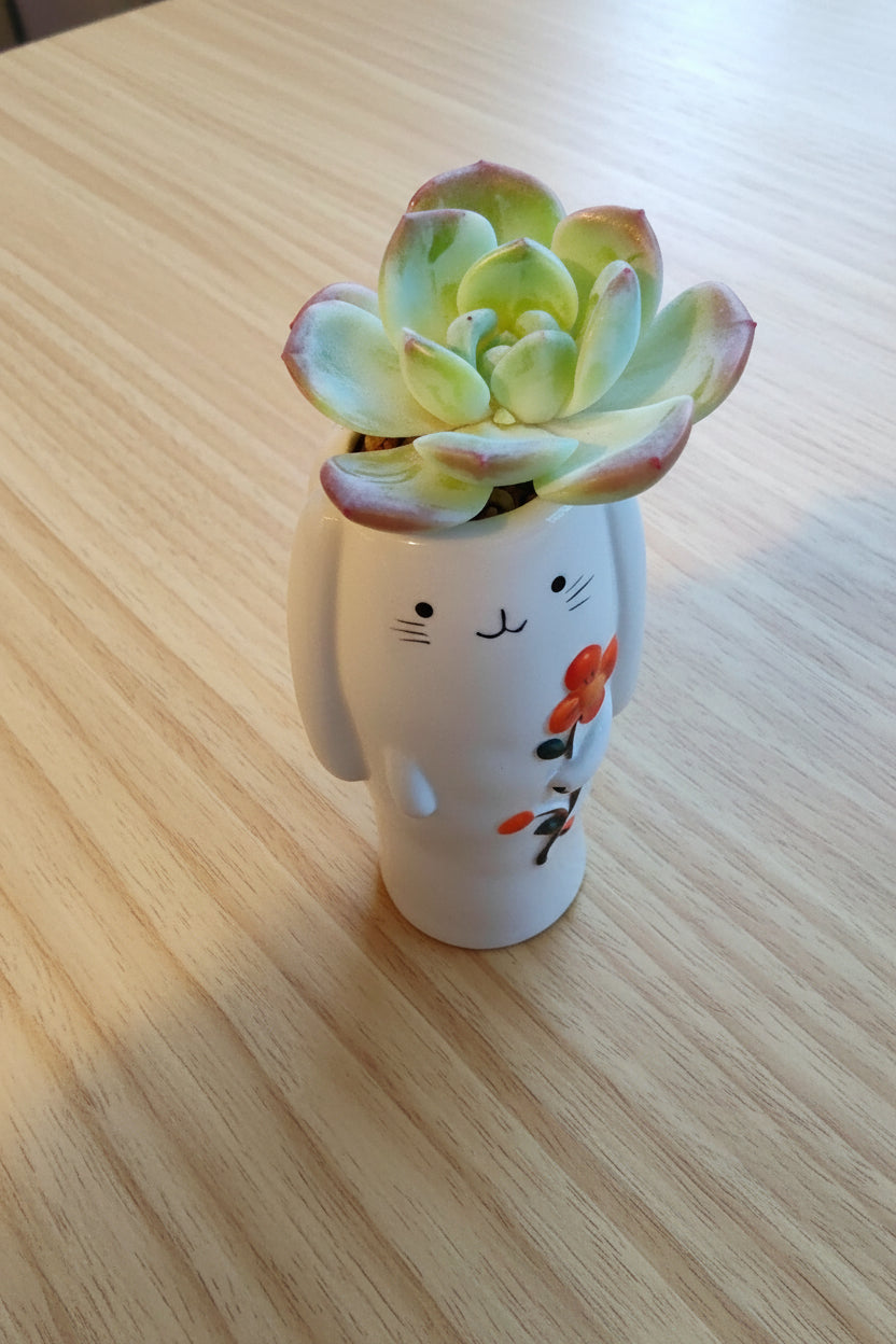 Succulent Bunny Bud Vase – Echeveria hybrid