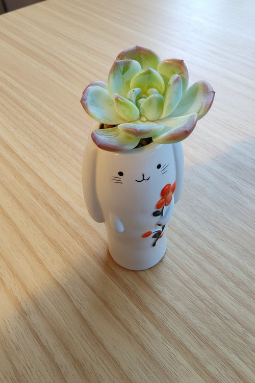 Succulent Bunny Bud Vase – Echeveria hybrid - SlowBloomGreens