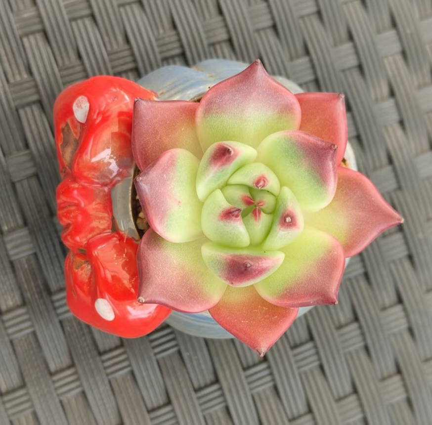 Succulent Festive Blue Bow Planter – Echeveria Agavoides 'Romeo' - SlowBloomGreens