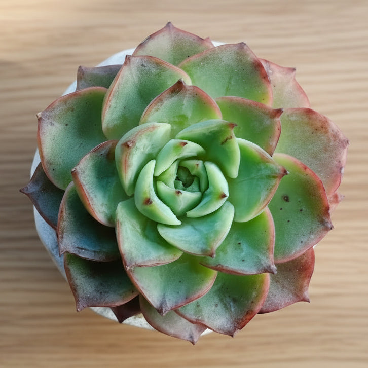 Classic Marble Ash Planter – Echeveria Agavoides - SlowBloomGreens