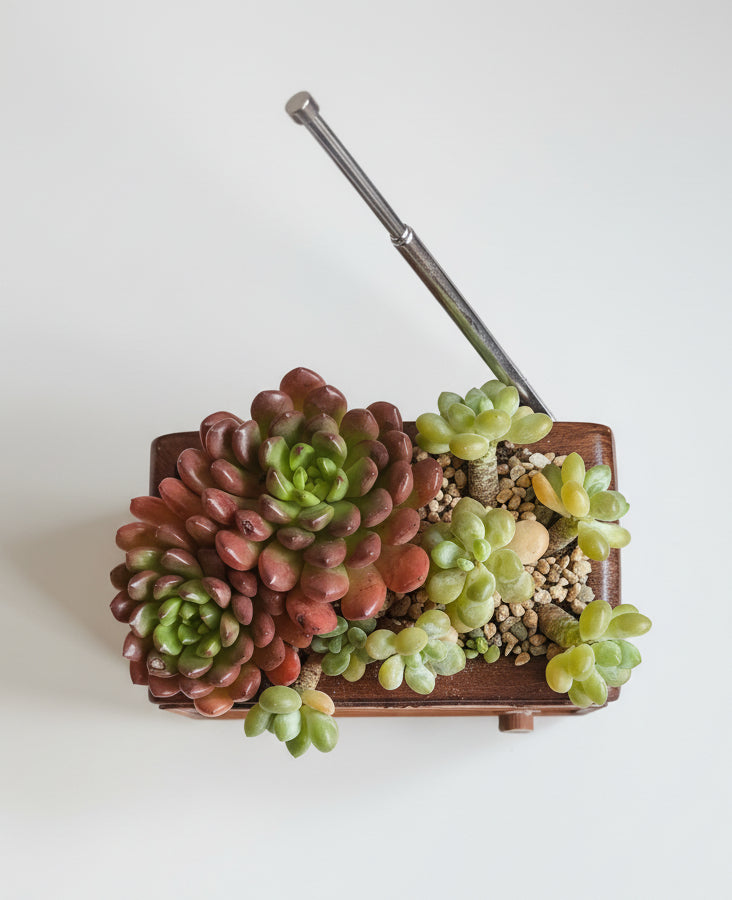 Succulent Retro Radio Planter – Pink Ruby & Tiscalatengo gorge sedum