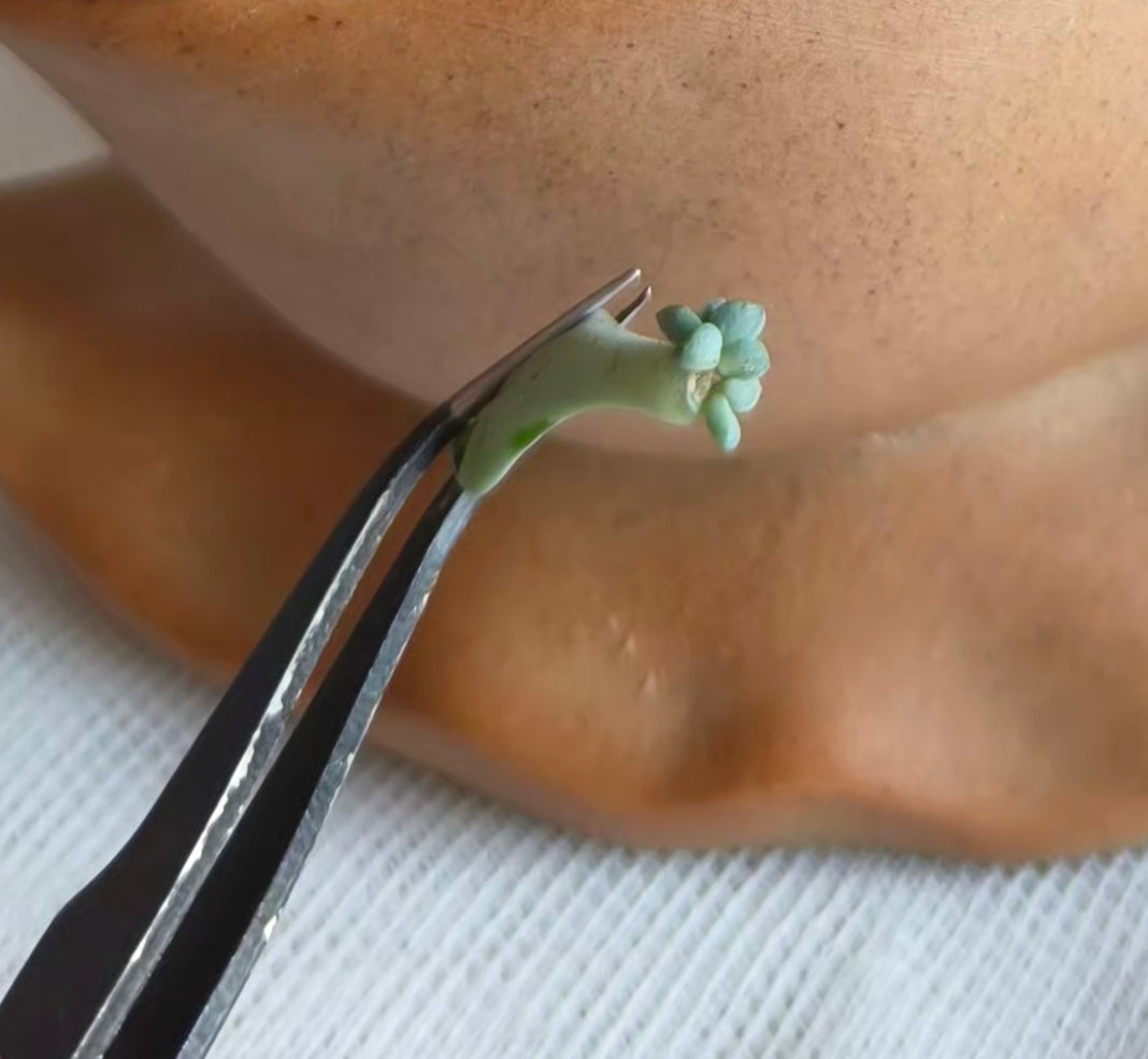 Succulent Snail Pot – Echeveria - SlowBloomGreens