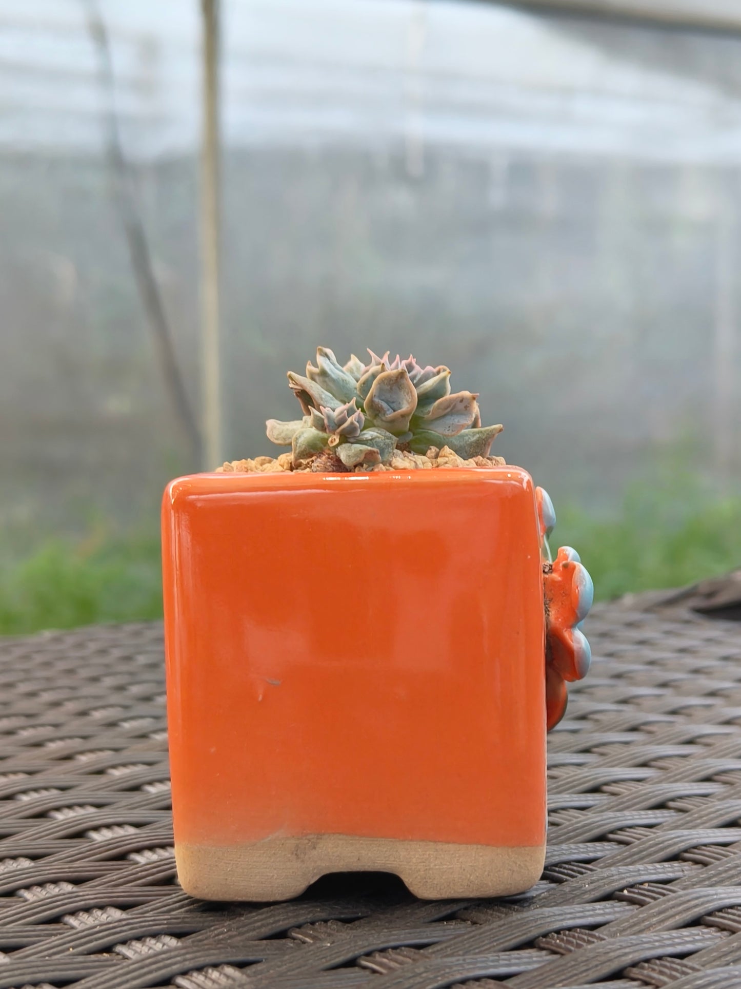 Succulent Floral Charm Orange Mini Planter – Echeveria 'Cubic Frost' (Botle tree)