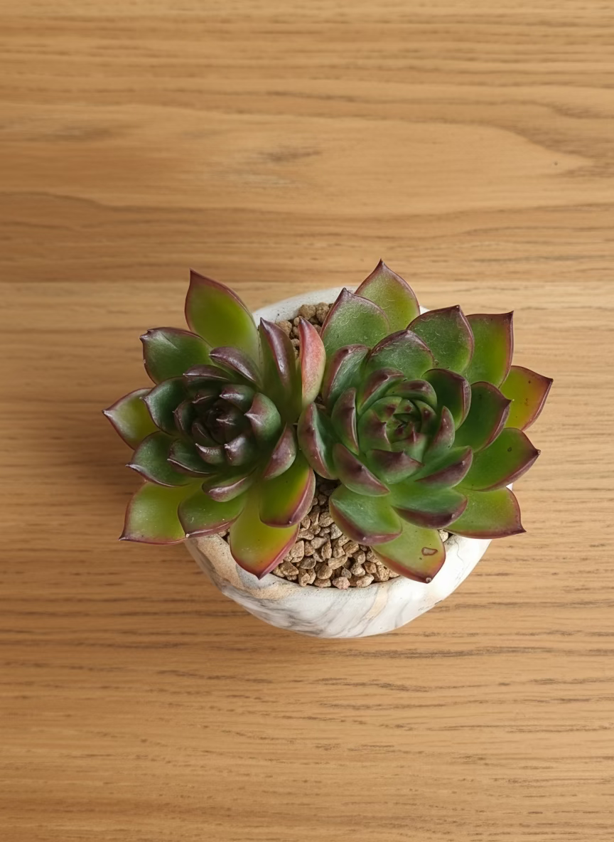 Succulent Classic Marble Gold Planter - Echeveria Agavoides