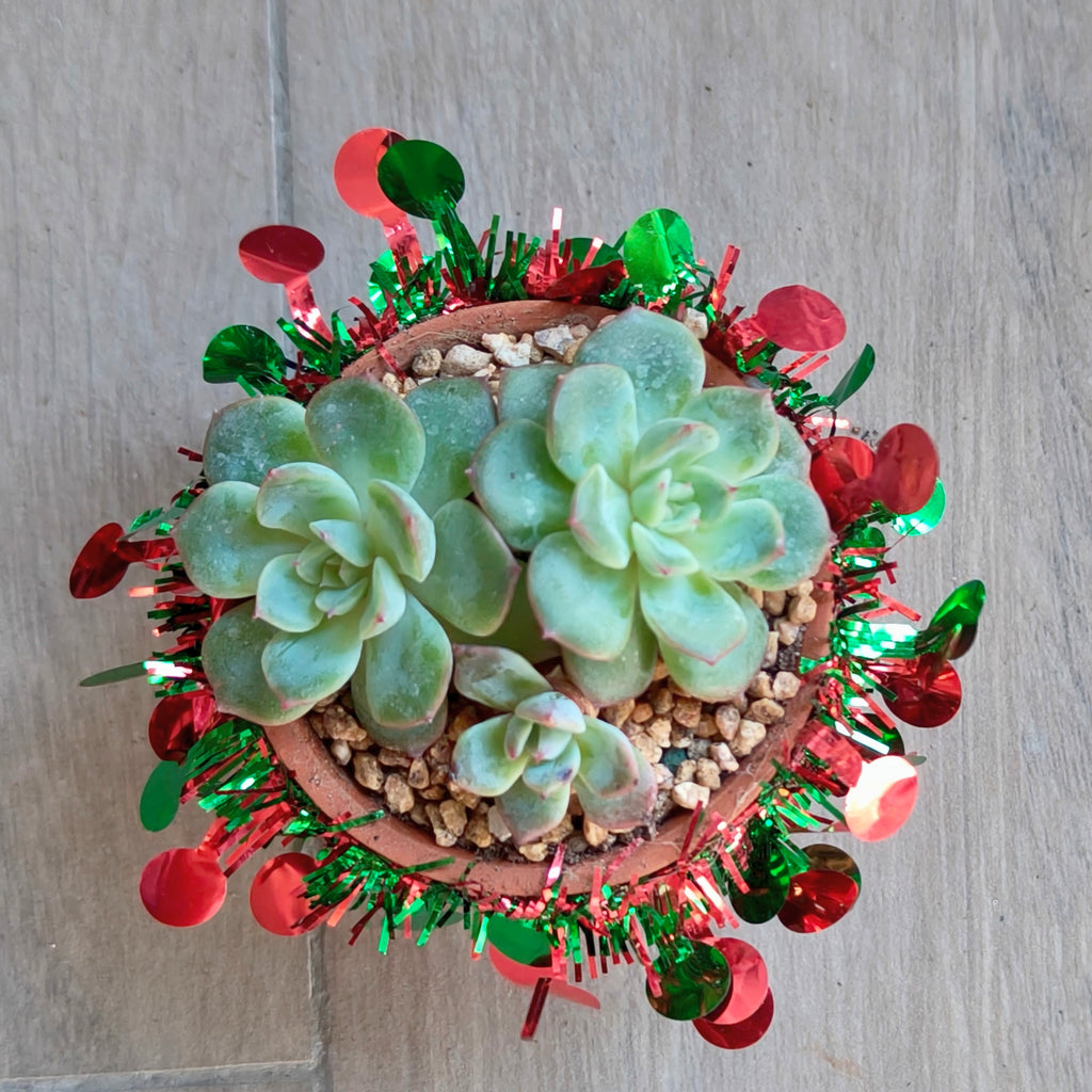Succulent Simply Blessed Festive Terracotta (S) - Assorted Succulent - SlowBloomGreens