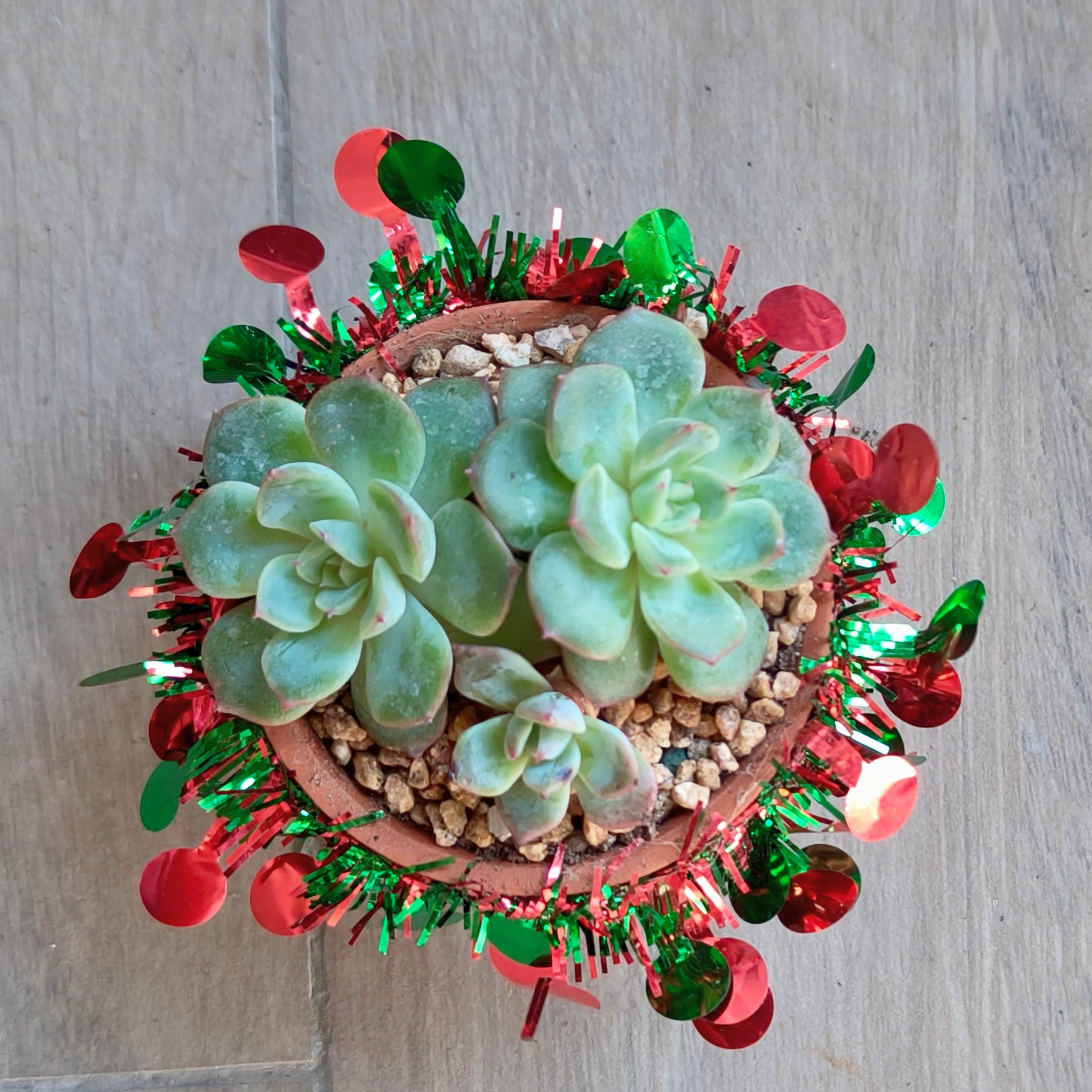 Succulent Simply Blessed Festive Terracotta (S) - Assorted Succulent - SlowBloomGreens