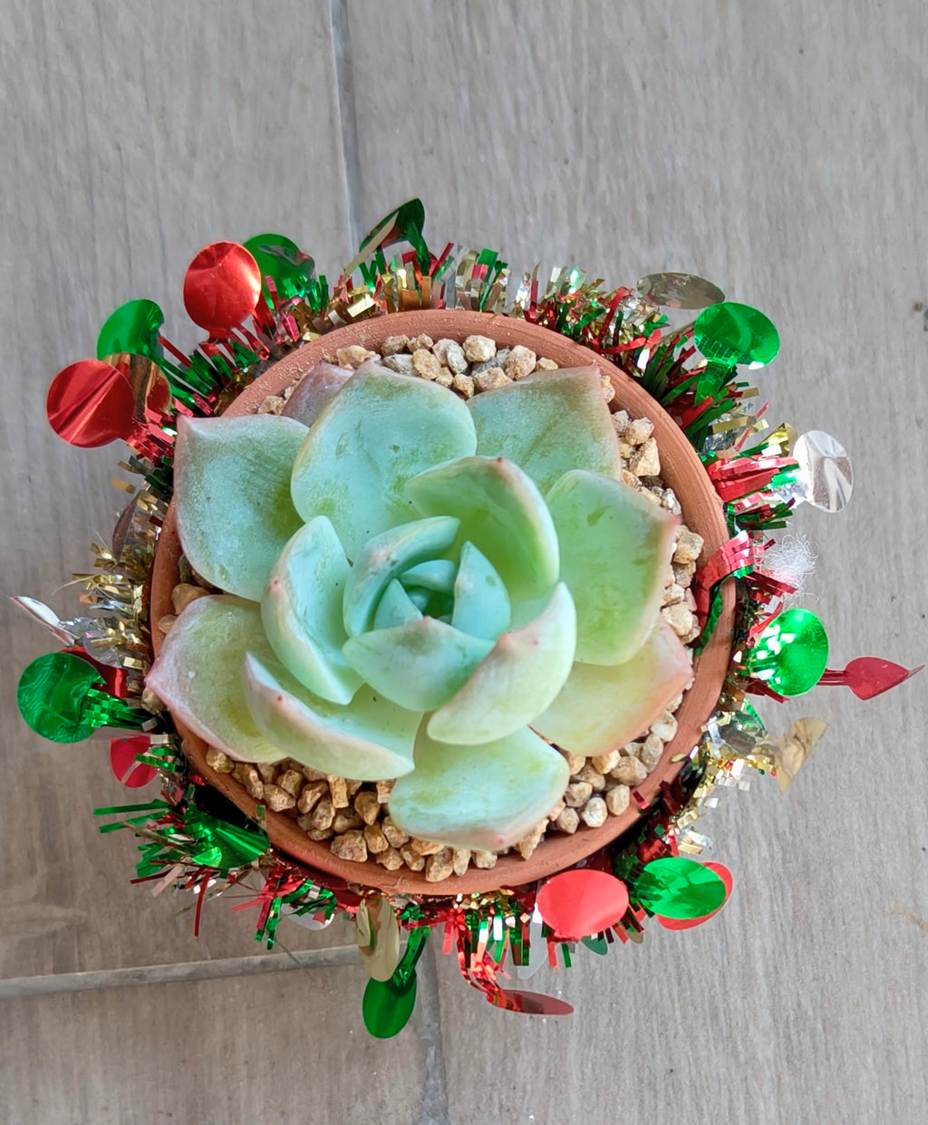 Succulent Simply Blessed Festive Terracotta (S) - Assorted Succulent - SlowBloomGreens