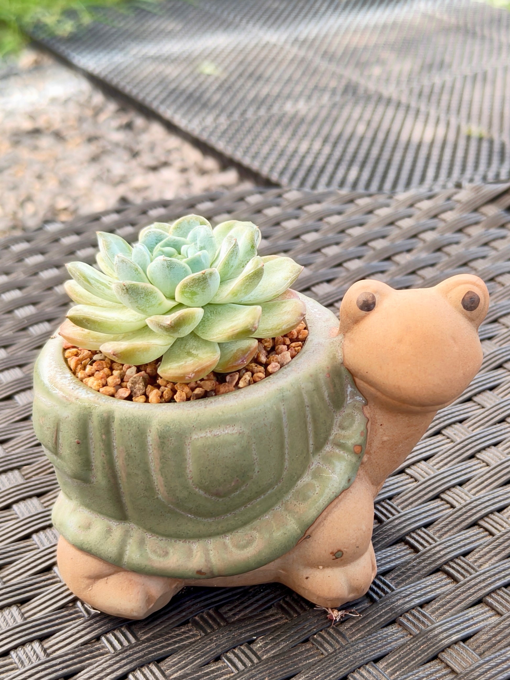 Succulent Tortoise Planter- Echeveria Ice Green - SlowBloomGreens