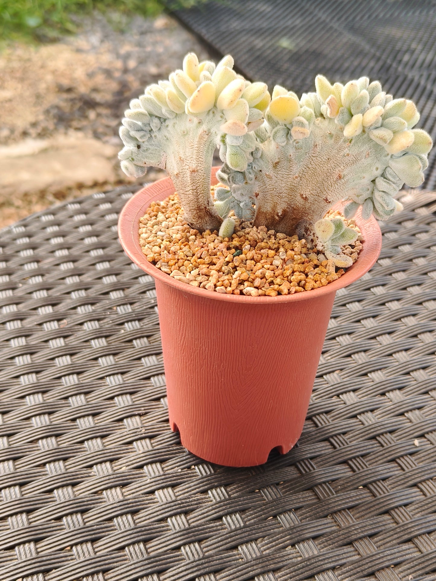 Succulent Starter Planter - Echeveria Pulvinata 'Frosty' f. cristata.