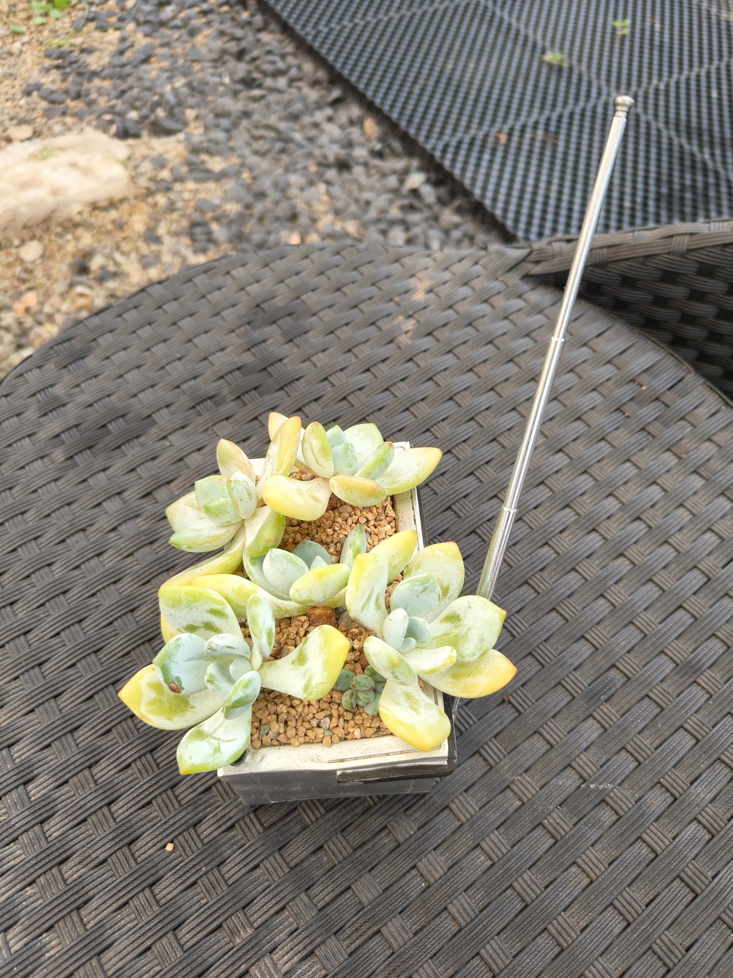 Succulent Retro Boombox – Pachyphytum oviferum