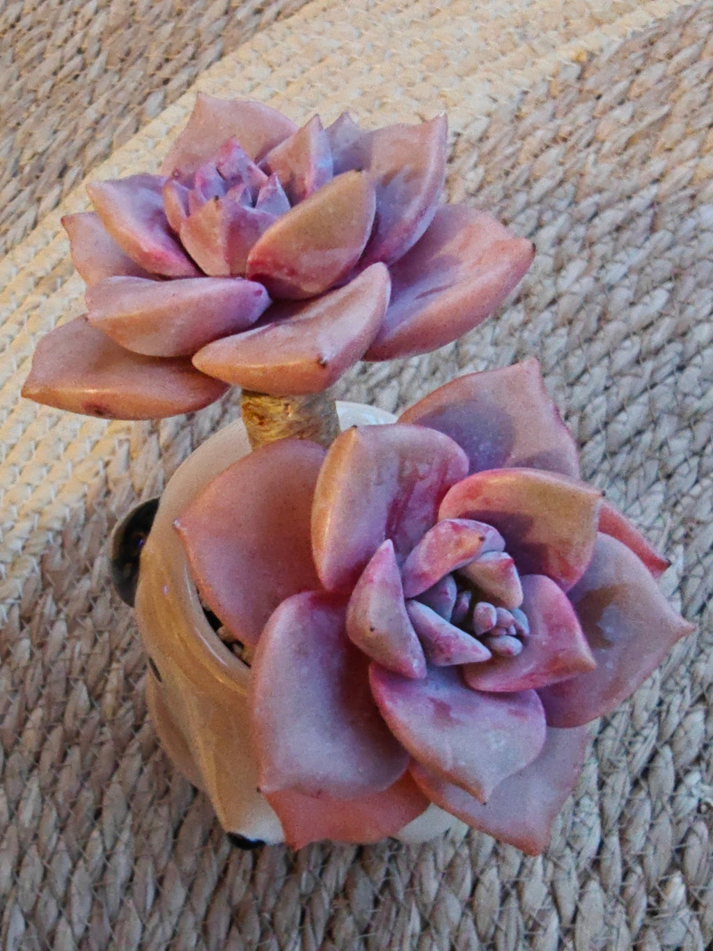 Succulent Dog Bud Vase – Graptopetalum 'Purple Delight - SlowBloomGreens