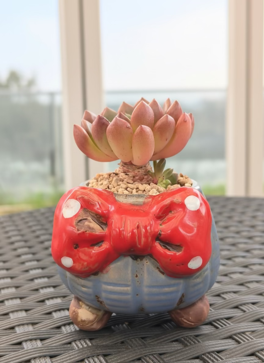 Succulent Festive Blue Red Bow Planter – Sedeveria ‘Pink Ruby’ - SlowBloomGreens