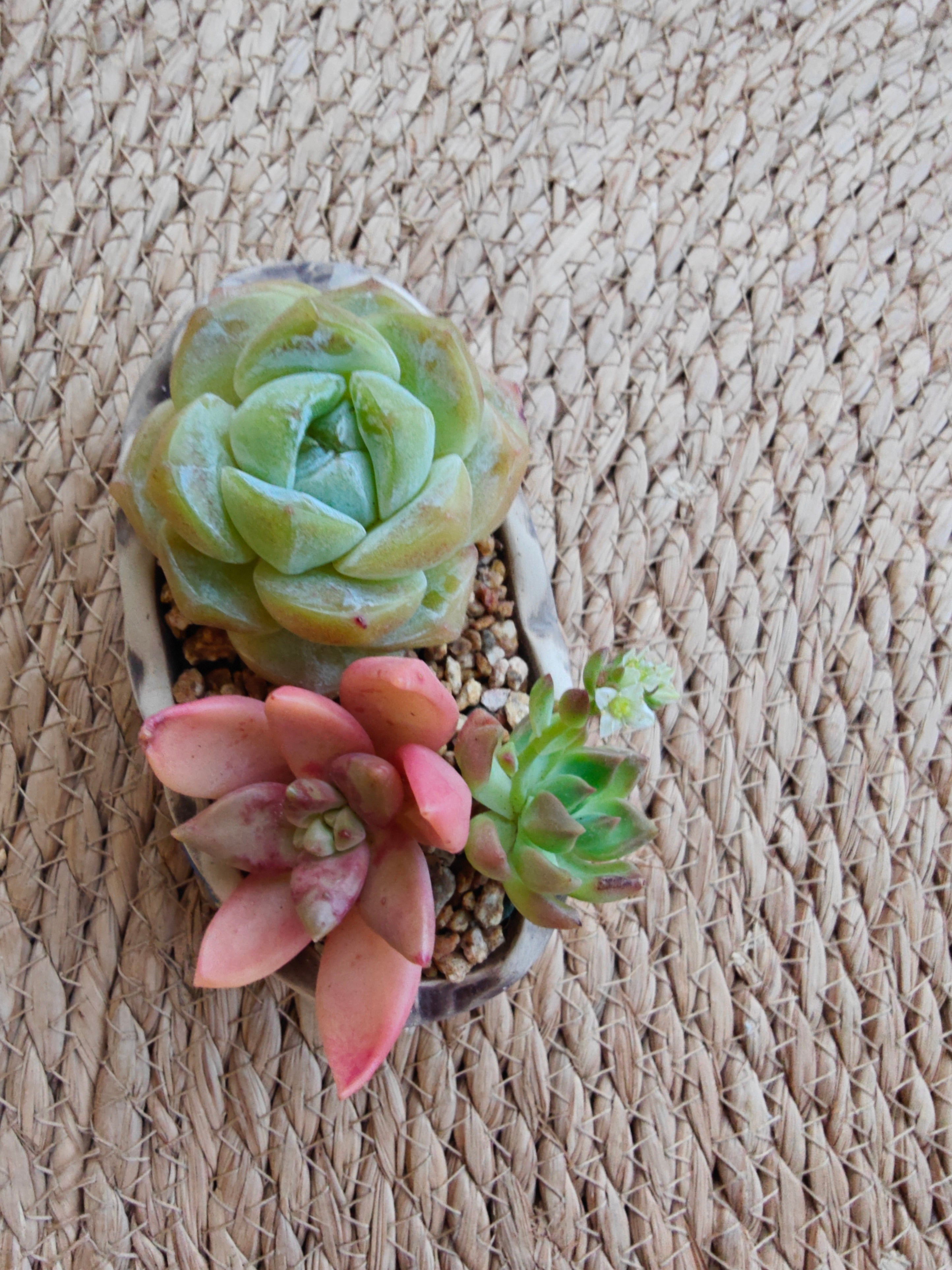 Rustic Bloom Succulent Planter – Echeveria Ice Green with Graptosedum Bronze - SlowBloomGreens