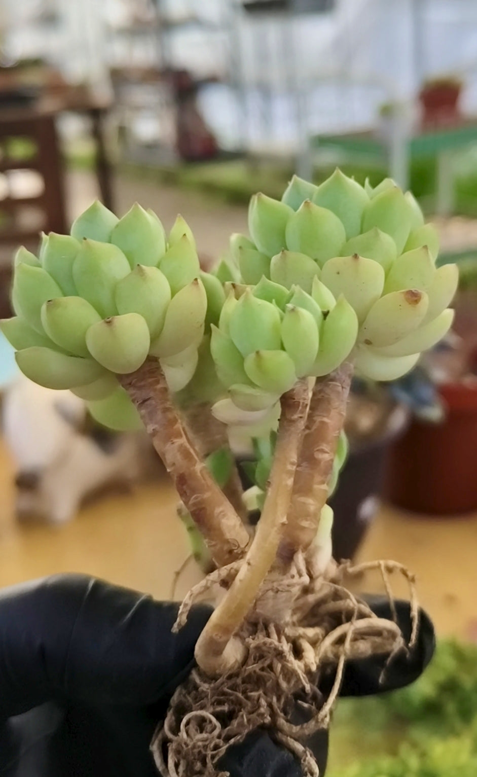 Succulent Starter Planter - Echeveria 'Lime n Chili' - SlowBloomGreens