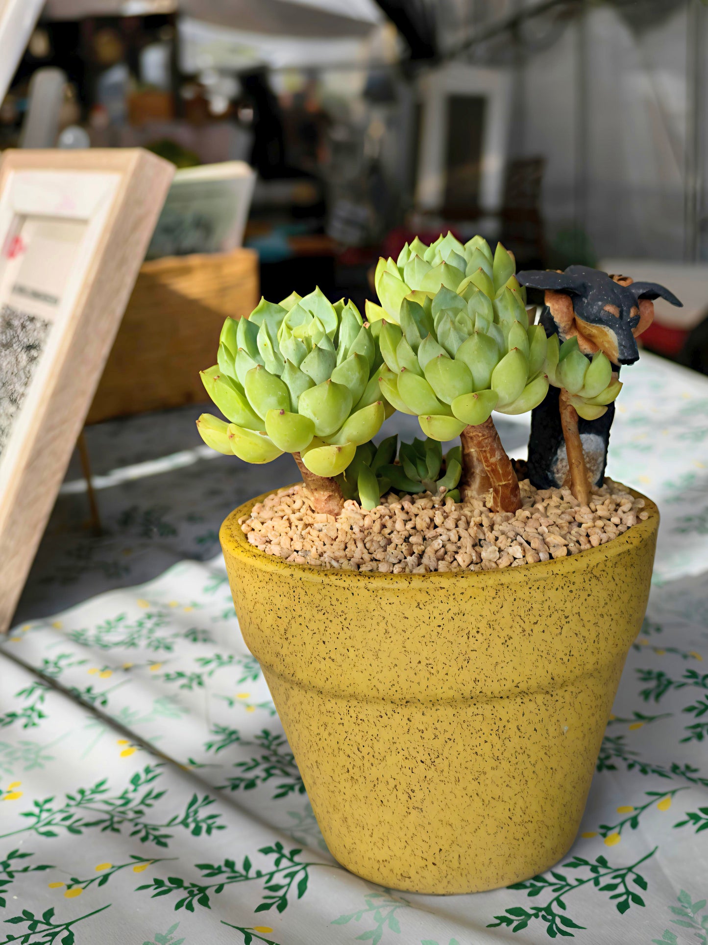 Succulent Speckled Terracotta Yellow Planter (with dauchund) – Echeveria Chilli & Lime