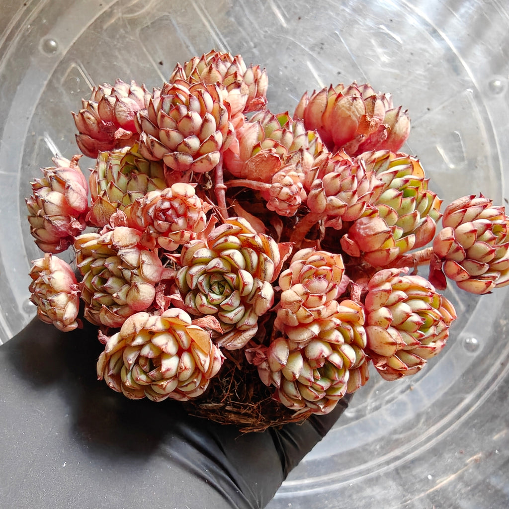 Bare Root Succulent - Echeveria 'Dream Rose'