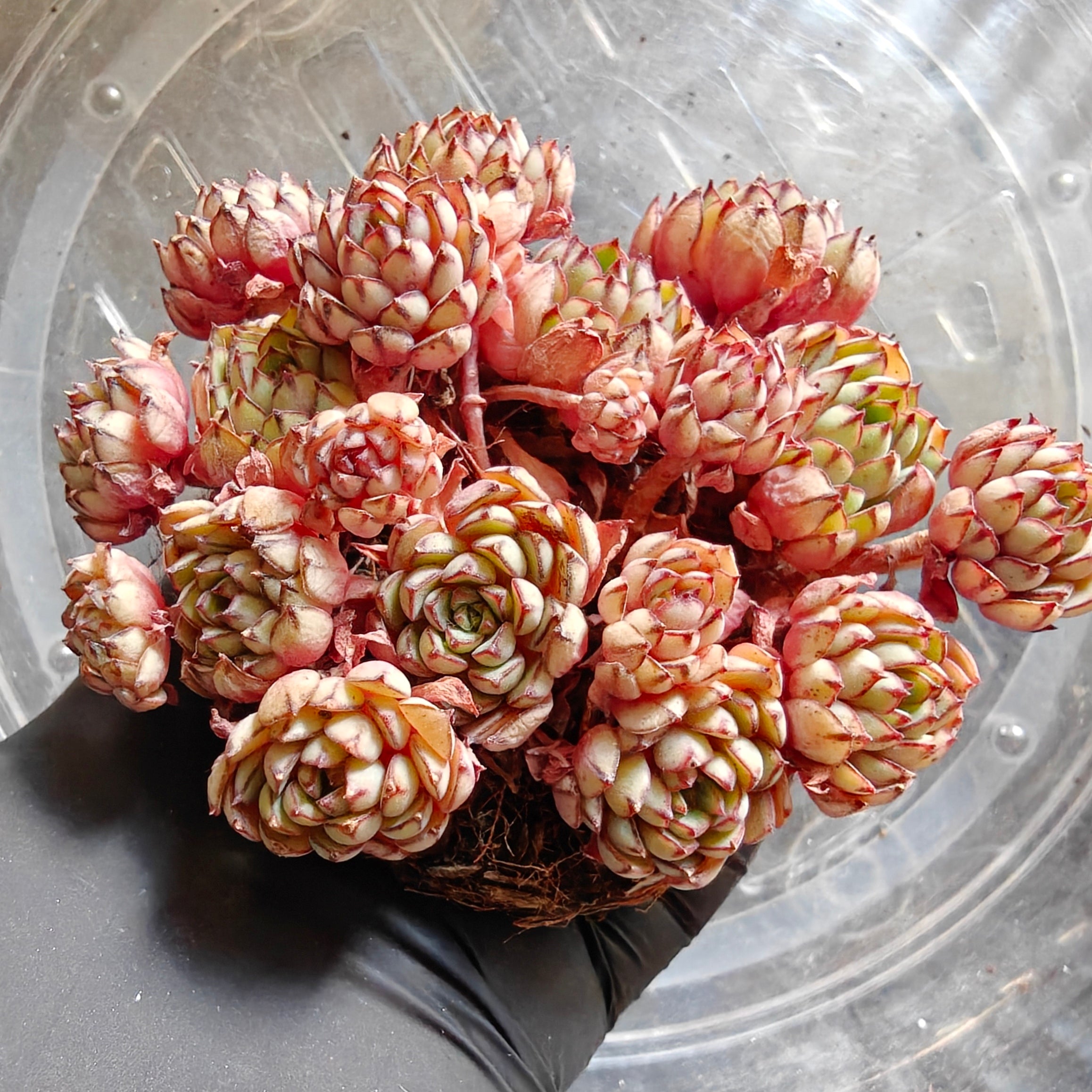 Bare Root Succulent - Echeveria 'Dream Rose'
