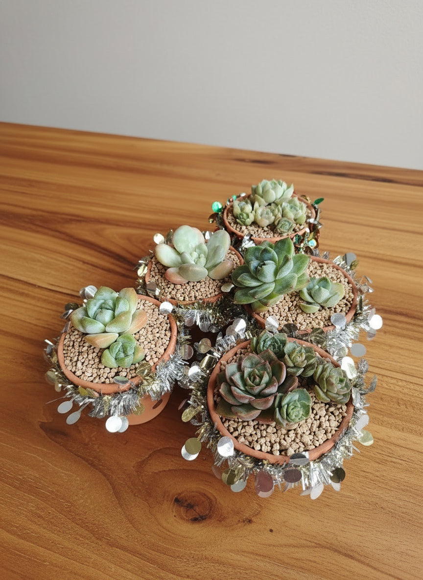 Succulent Simply Blessed Festive Terracotta (L) - Assorted Succulent - SlowBloomGreens
