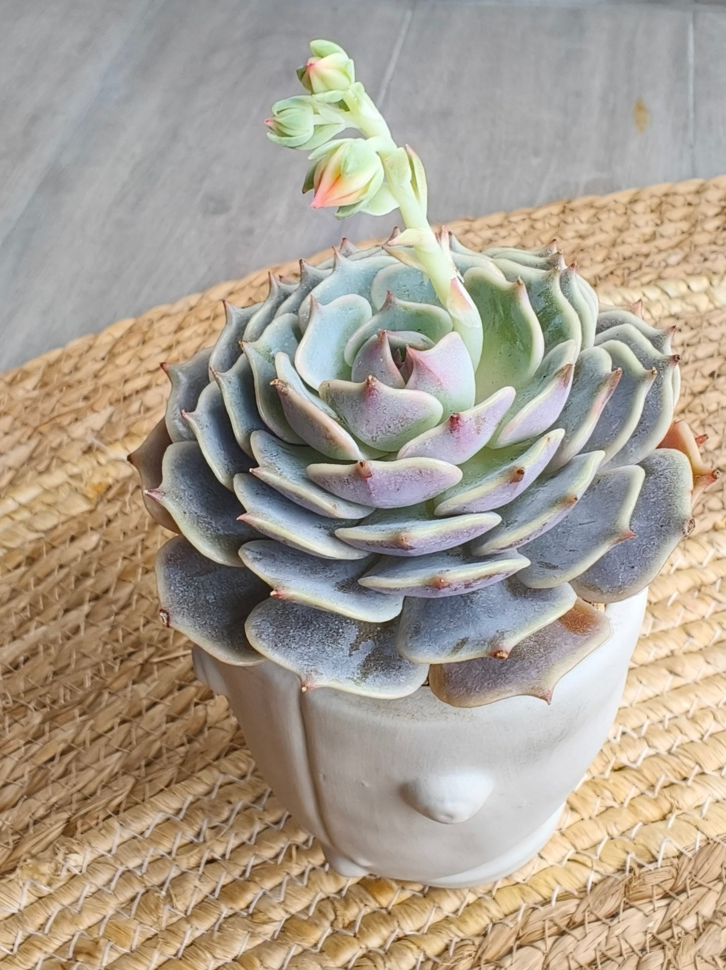 Succulent Serene Muse Face Planter – Echeveria ‘Lola’ - SlowBloomGreens