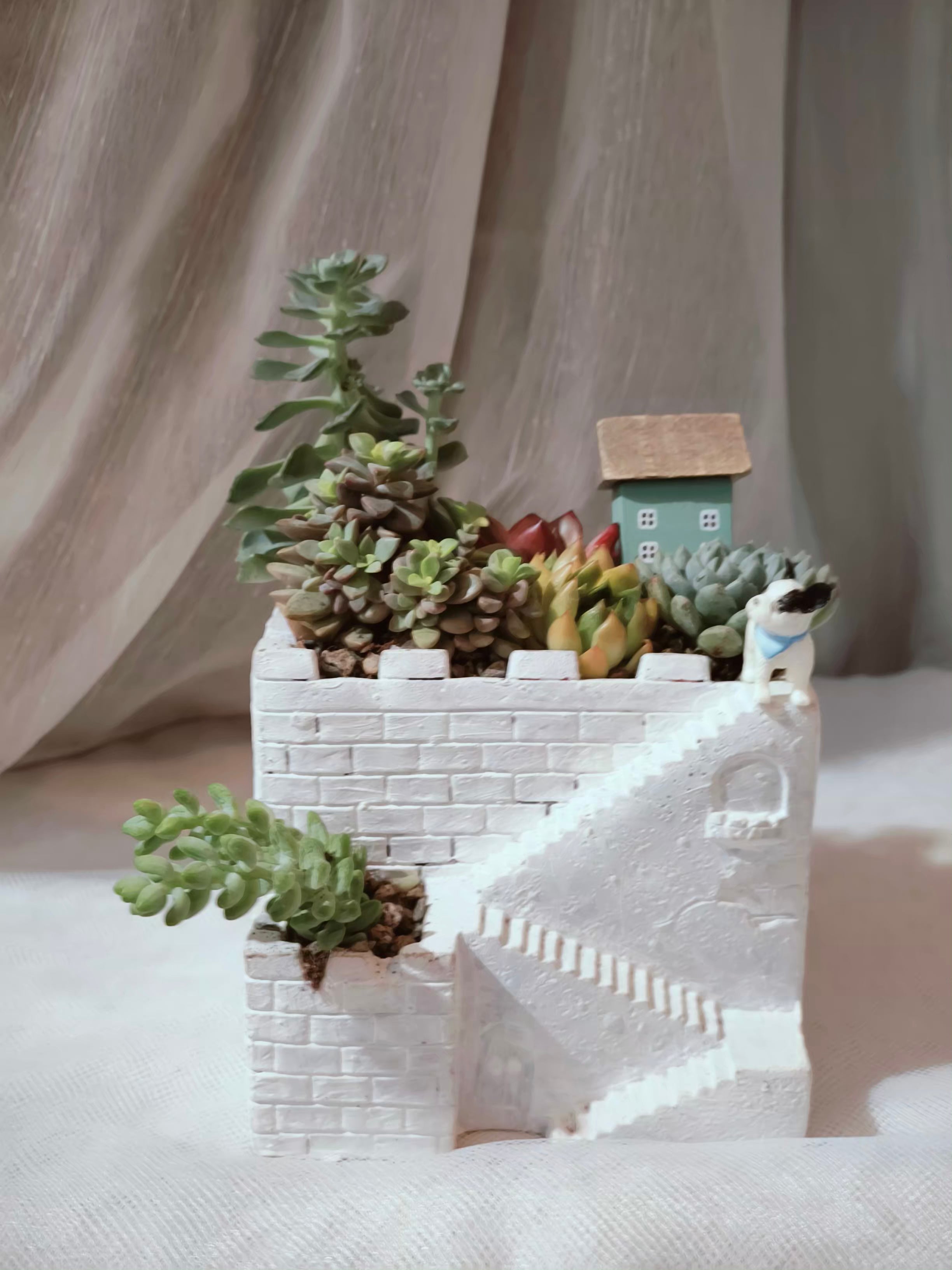 Succulent Sakura Blue - Sedum Lucidum - SlowBloomGreens