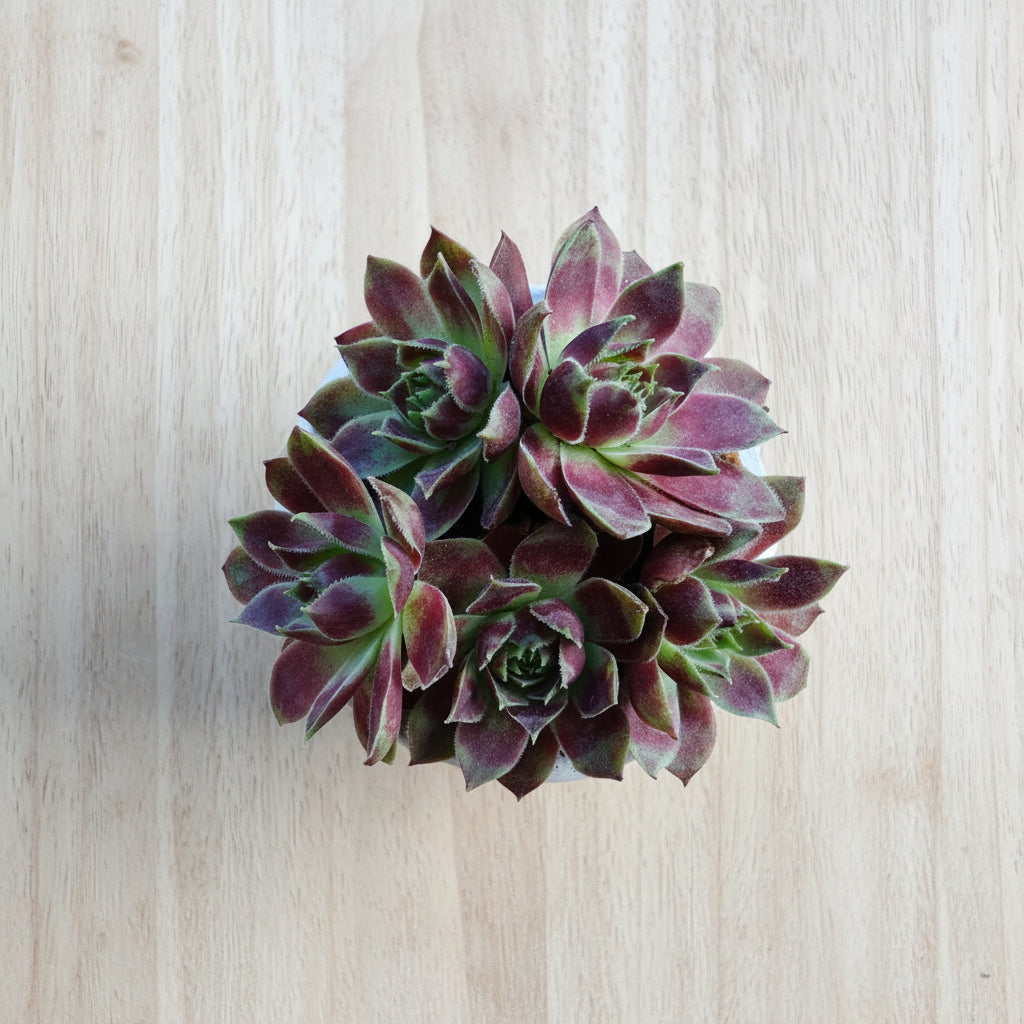 Classic Marble Gold Planter – Sempervivum 'Stansfieldii' (Hens & Chicks') - SlowBloomGreens