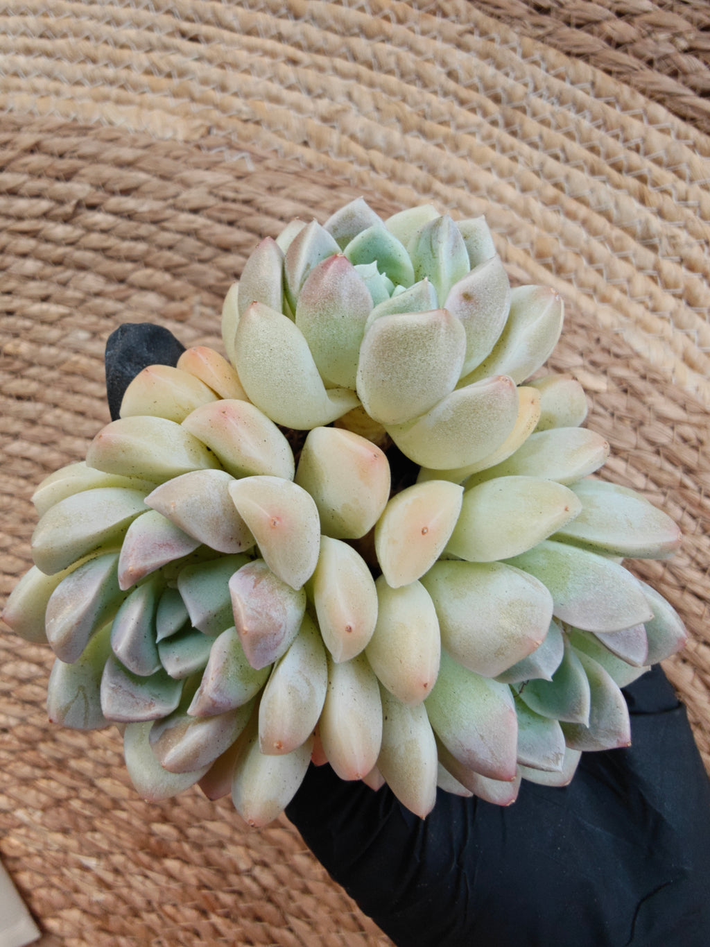 Echeveria Elegans ‘Alba’ Succulent (3-Headed Cluster – Bare Root Succulent