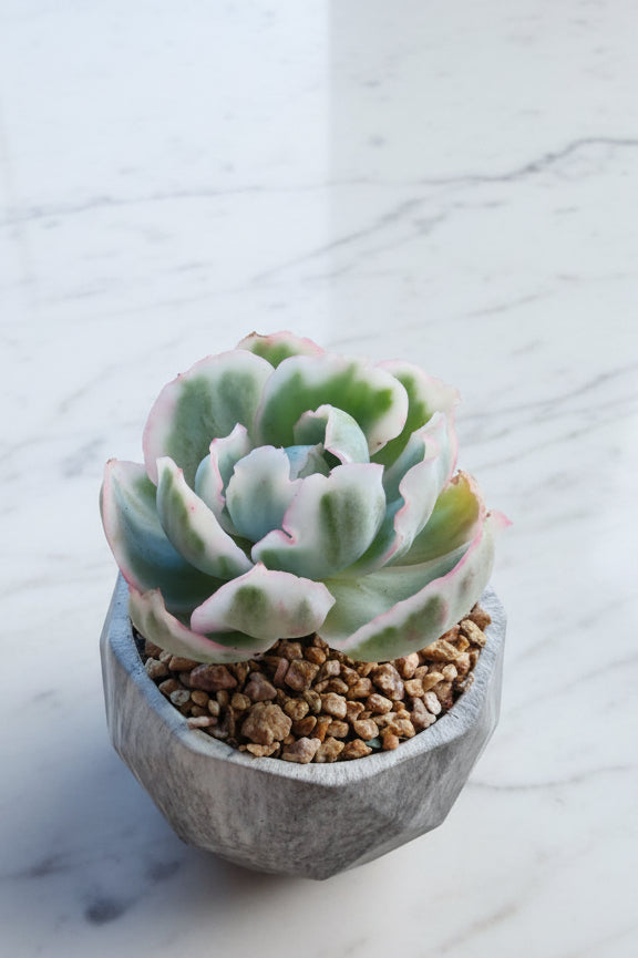 Classic Marble Grey Planter – Echeveria 'Berkley Light' - SlowBloomGreens