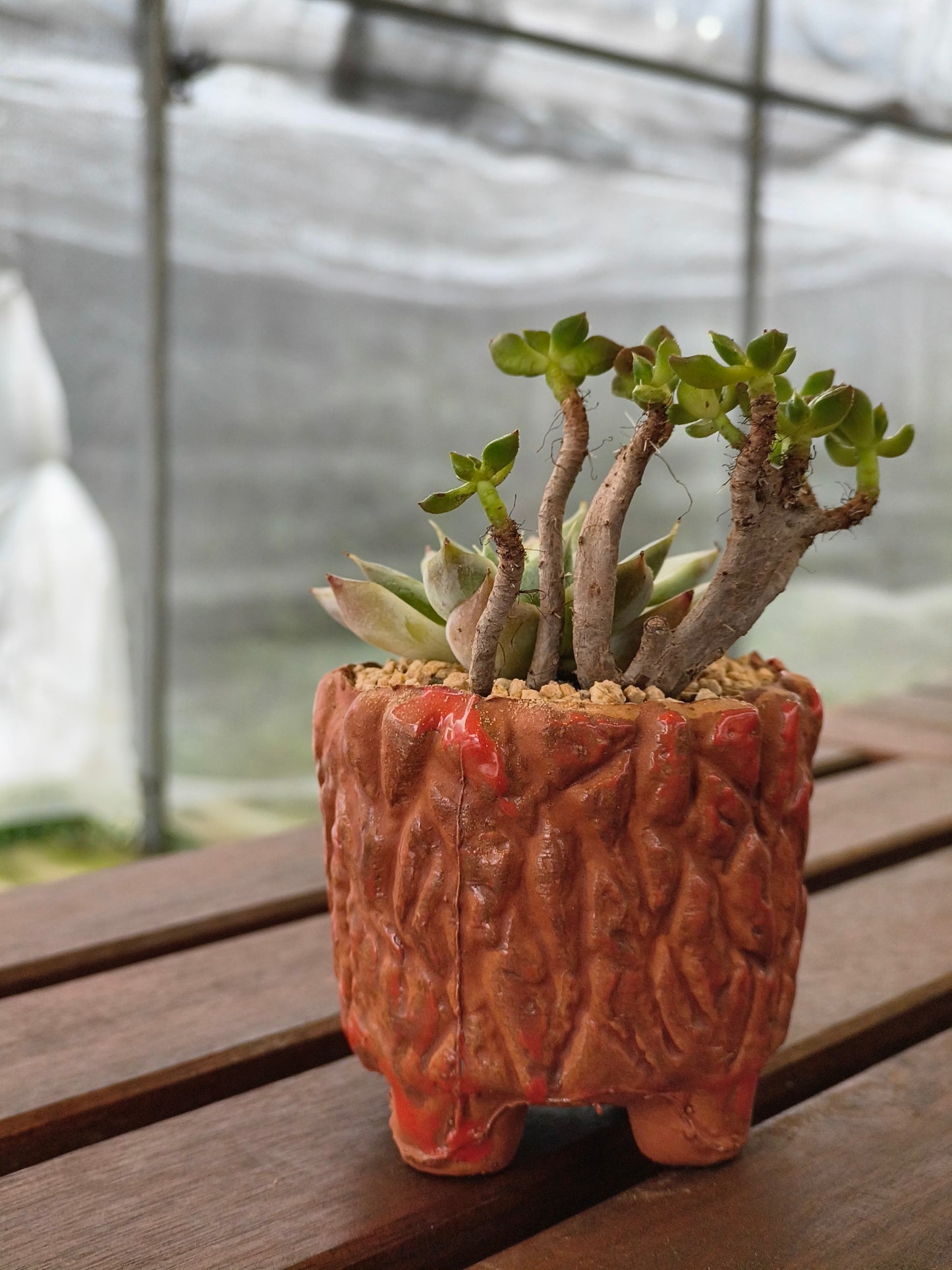Succulent Rustica Ceramic Red – Handcrafted Succulents - SlowBloomGreens