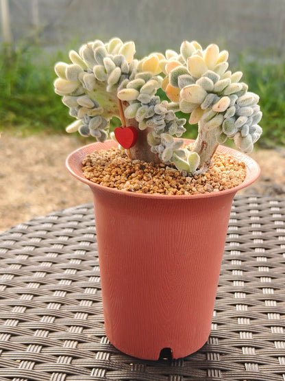 Succulent Starter Planter - Echeveria Pulvinata 'Frosty' f. cristata.