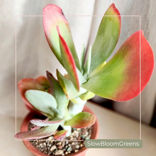 Paddle Plant (Kalanchoe luciae) – Bare Root Succulent