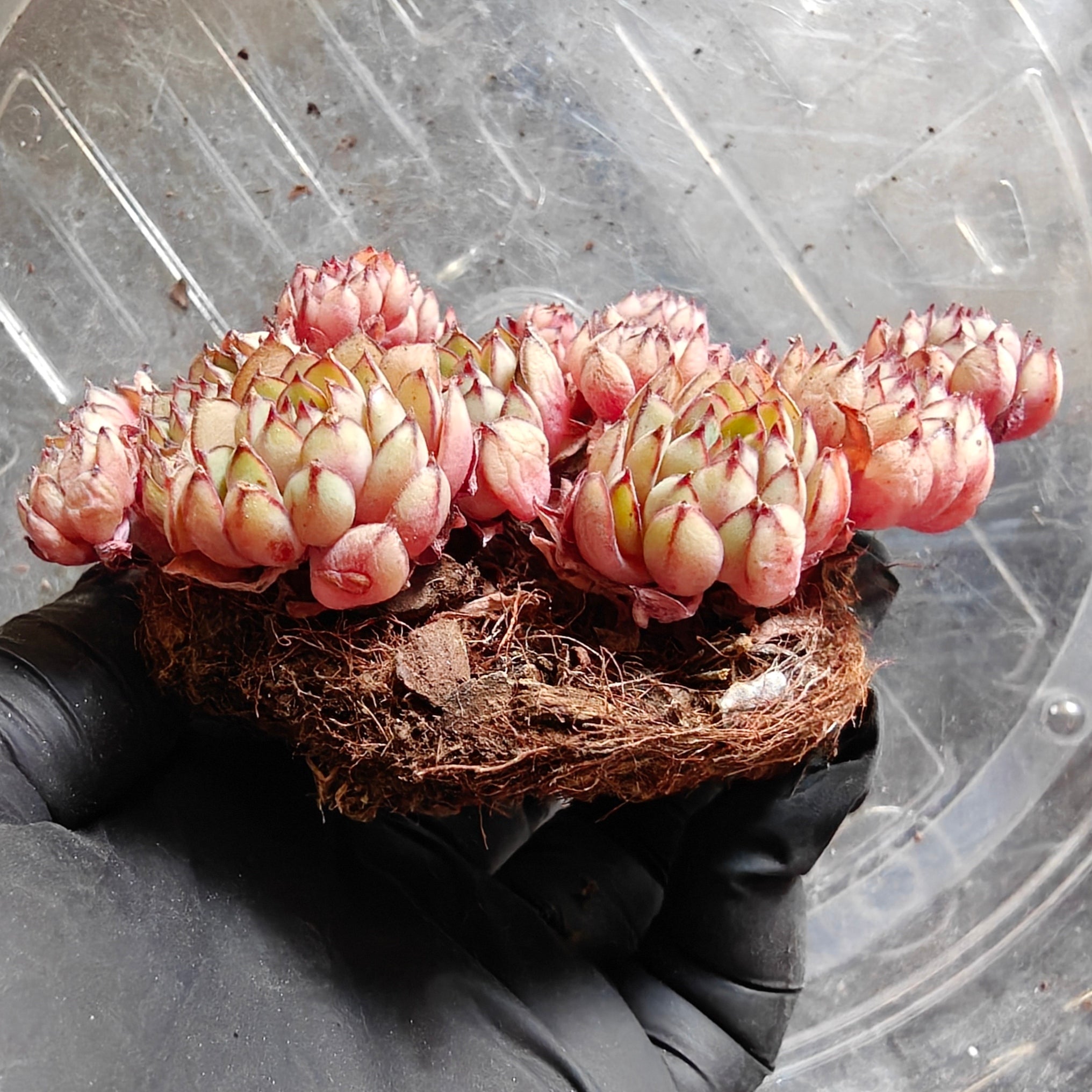 Bare Root Succulent - Echeveria 'Dream Rose'