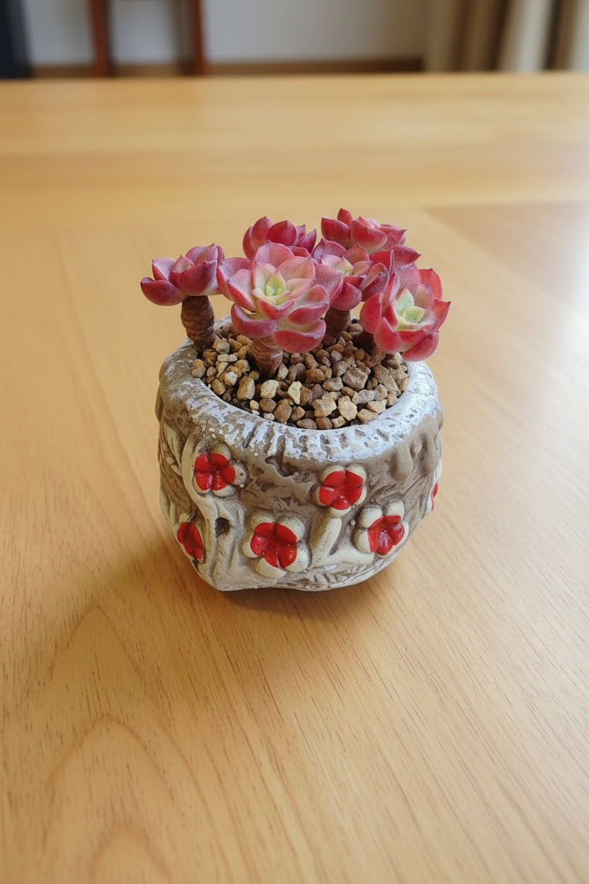 Rustic Bloom Succulent Planter – Sedeveria 'Letizia'