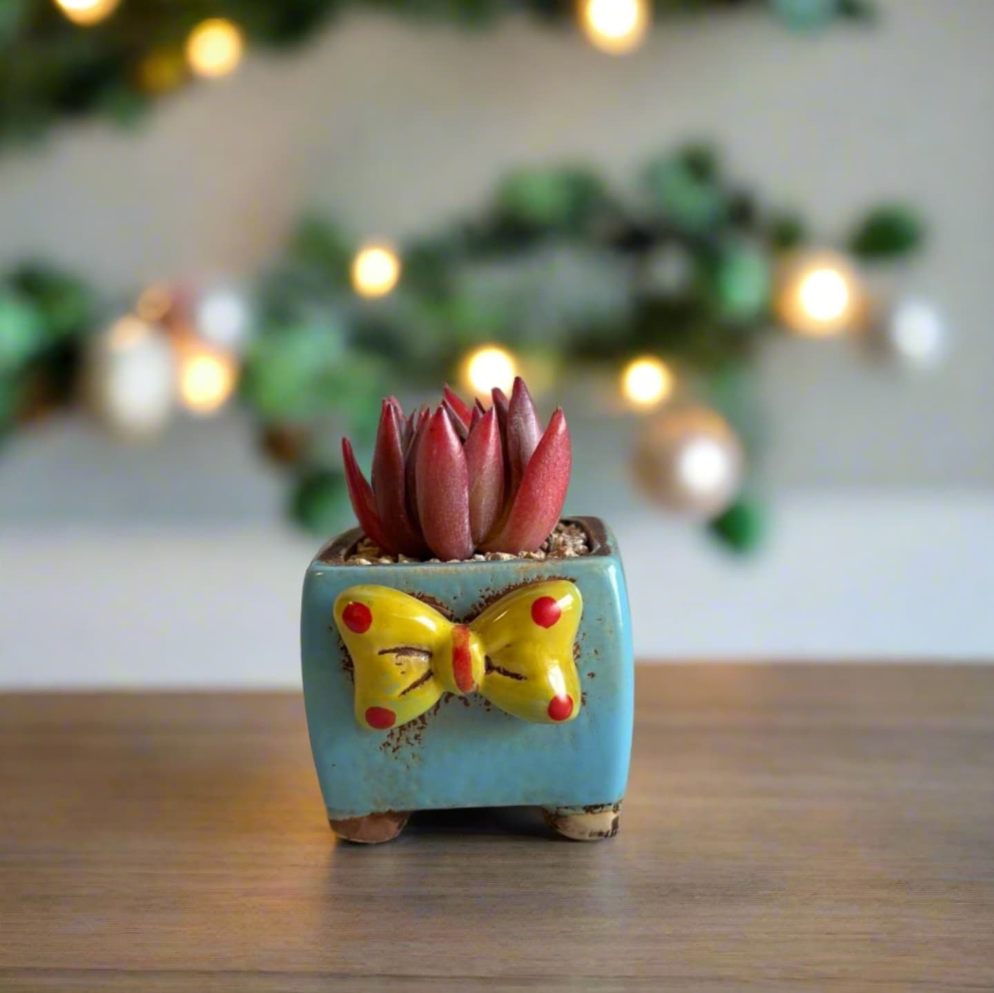 Succulent Ceramic Square Flowerpot Baby Blue – Echeveria Agavoides  'Christmas Eve' - SlowBloomGreens