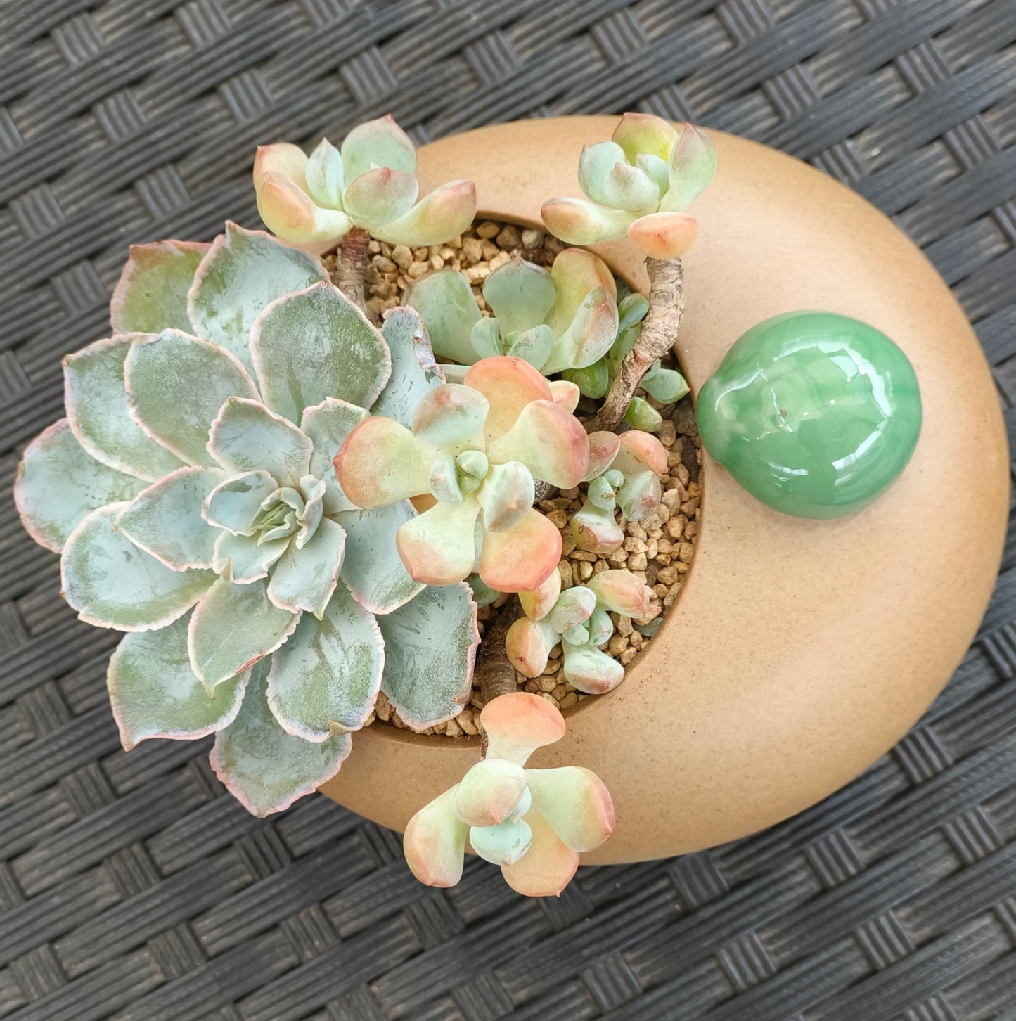 Succulent Seven-Spotted Ladybug Planter – Handcrafted Succulents