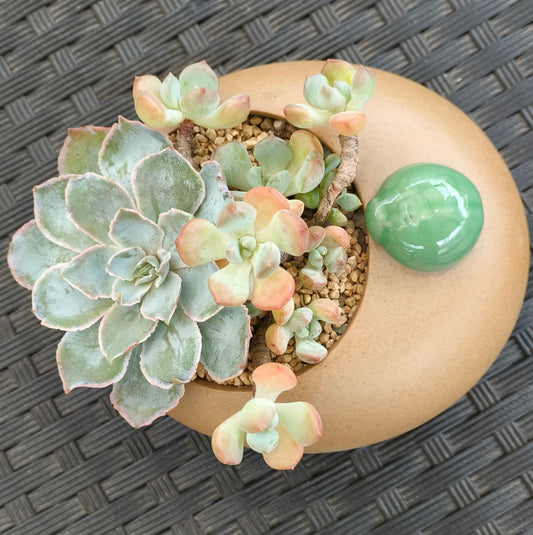 Succulent Seven-Spotted Ladybug Planter – Handcrafted Succulents