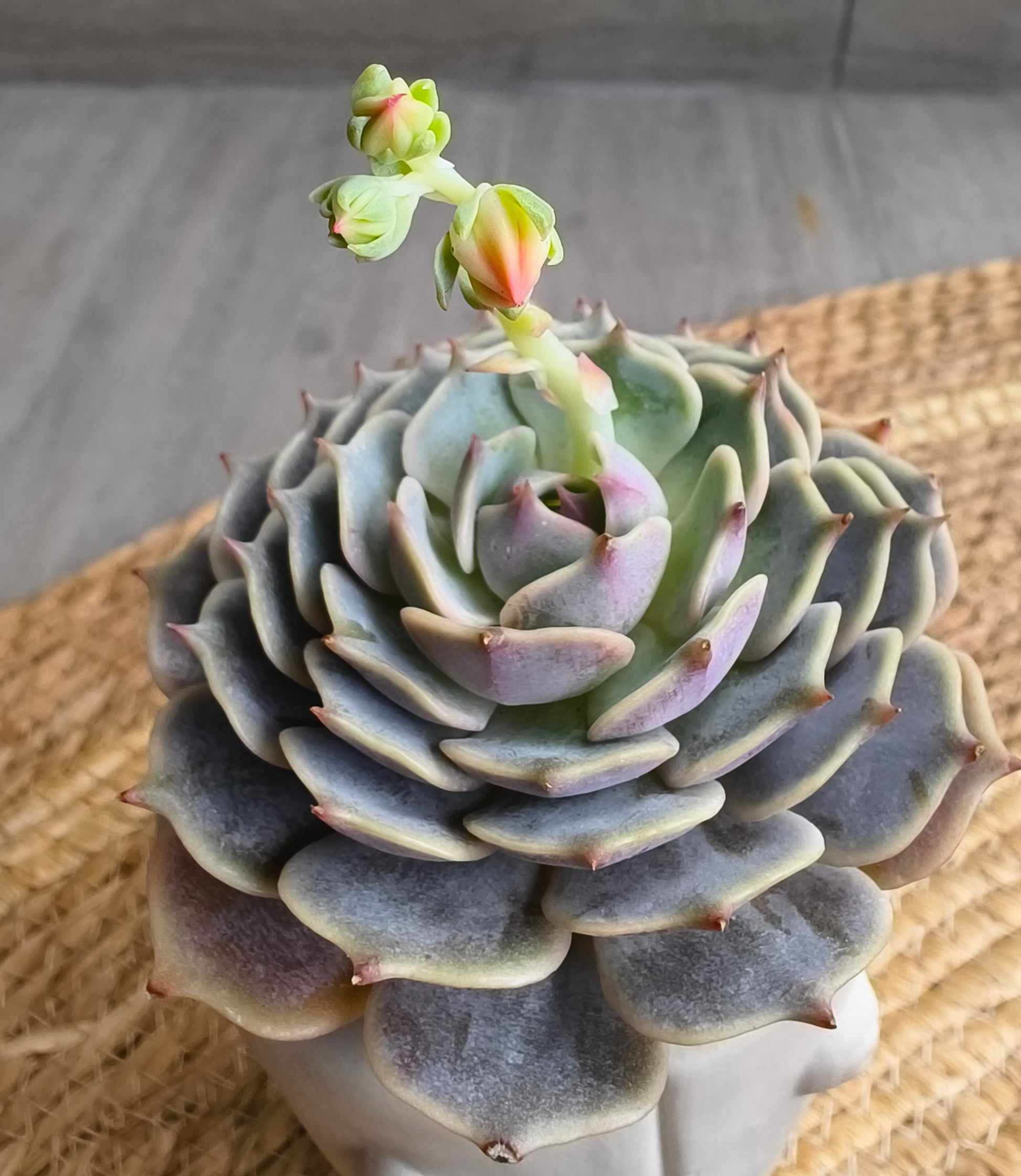 Succulent Serene Muse Face Planter – Echeveria ‘Lola’ - SlowBloomGreens