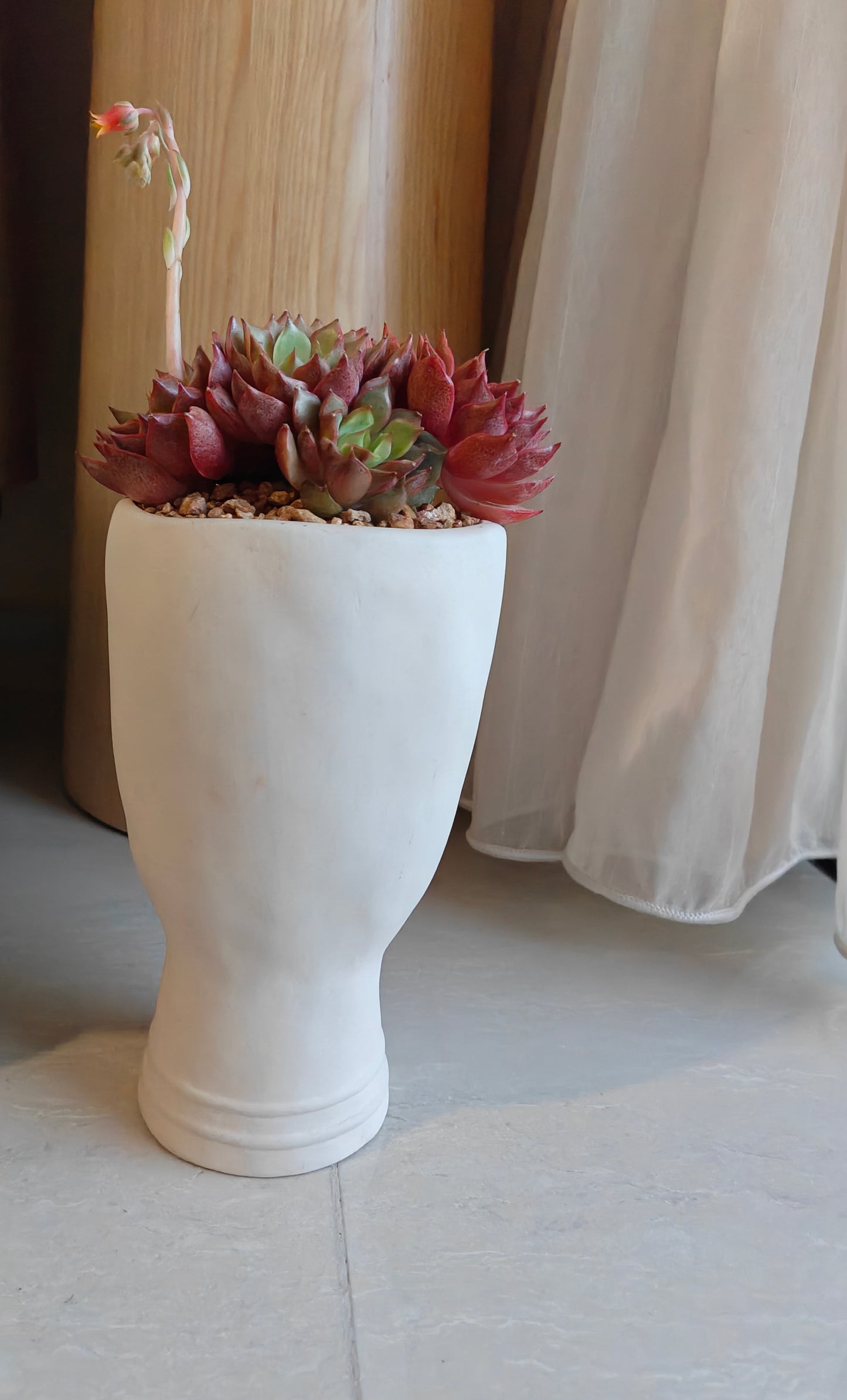 Succulent Serene Muse Face Planter – Echeveria Agavoides (4-Headed Blooming) - SlowBloomGreens