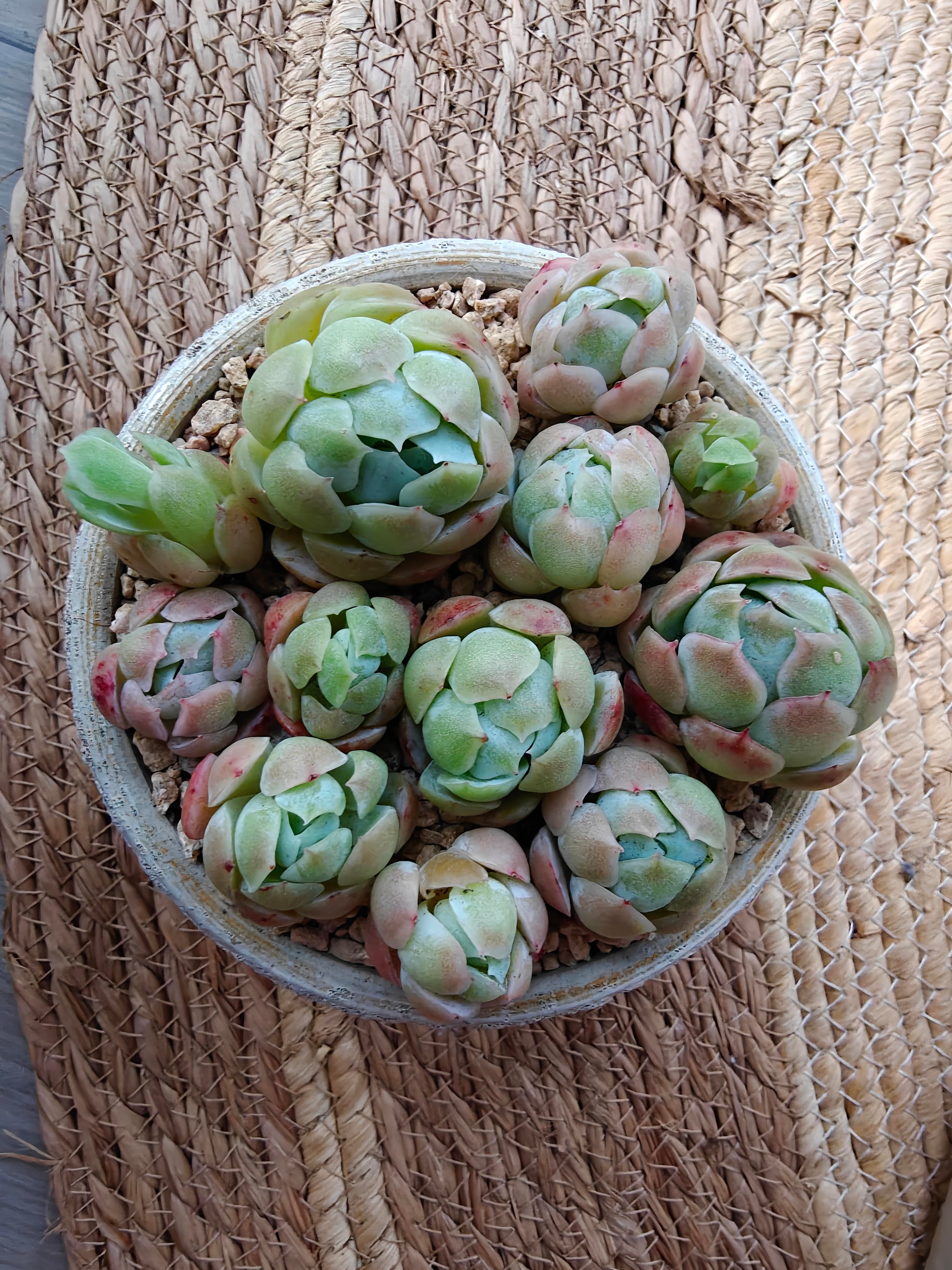 Succulent Moonlit White Planter – Echeveria elegans 'Raspberry Ice' - SlowBloomGreens