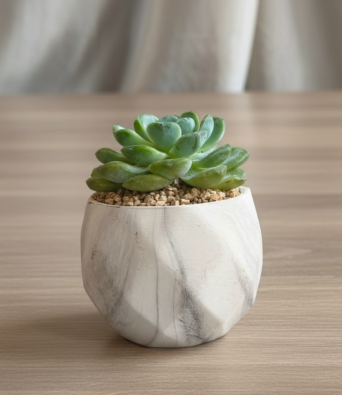 Succulent Classic Marble Ash Planter – Echeveria Ice Green