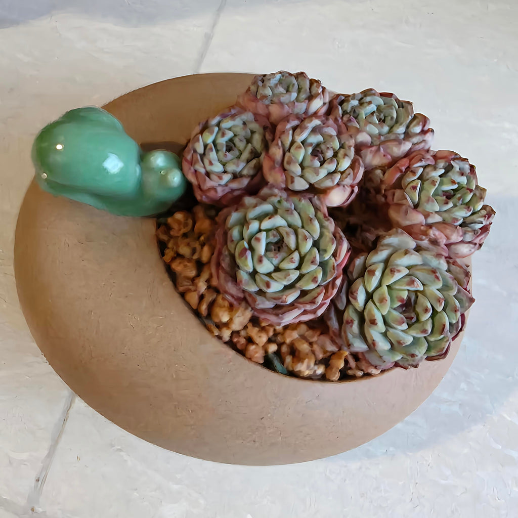 Succulent Snail Planter – Echeveria Minima (7-Headed Cluster) - SlowBloomGreens