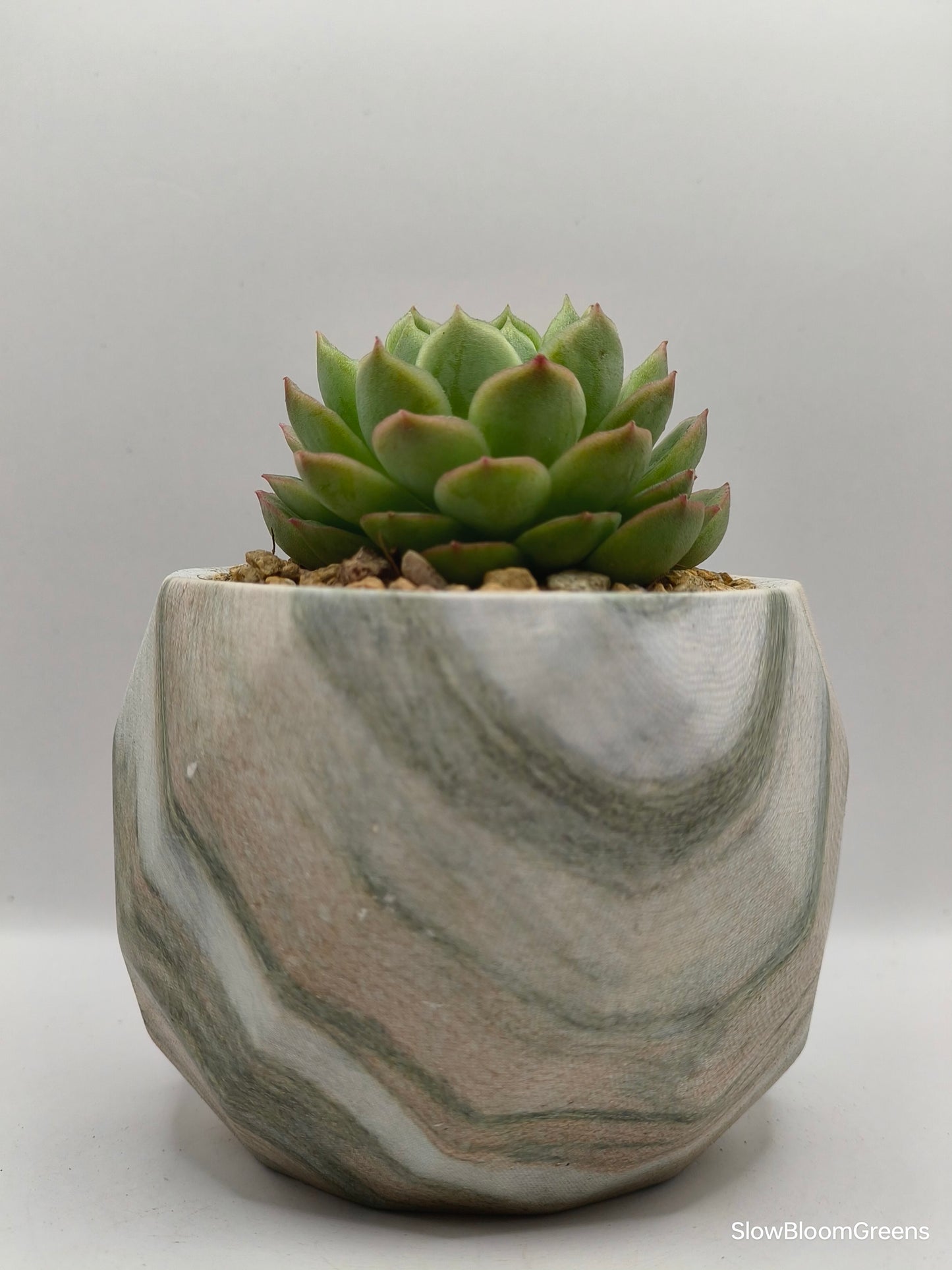 Succulent Classic Marble Earth Green Moss - SlowBloomGreens