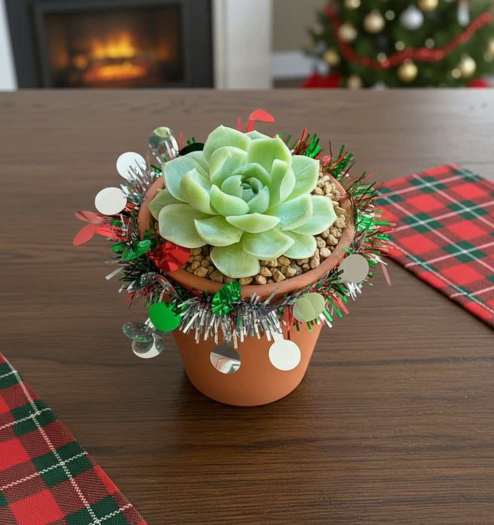 Succulent Simply Blessed Festive Terracotta (S) - Assorted Succulent - SlowBloomGreens