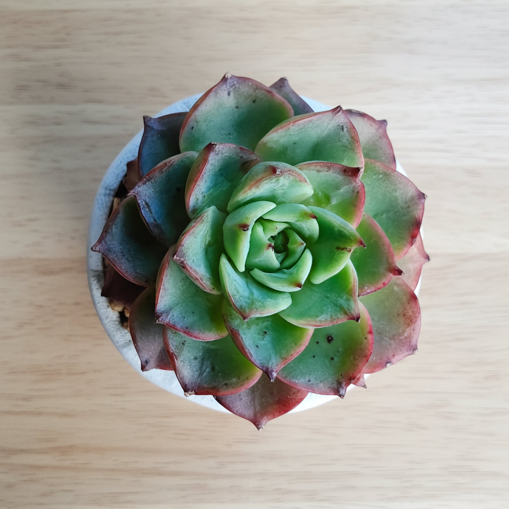 Classic Marble Ash Planter – Echeveria Agavoides - SlowBloomGreens